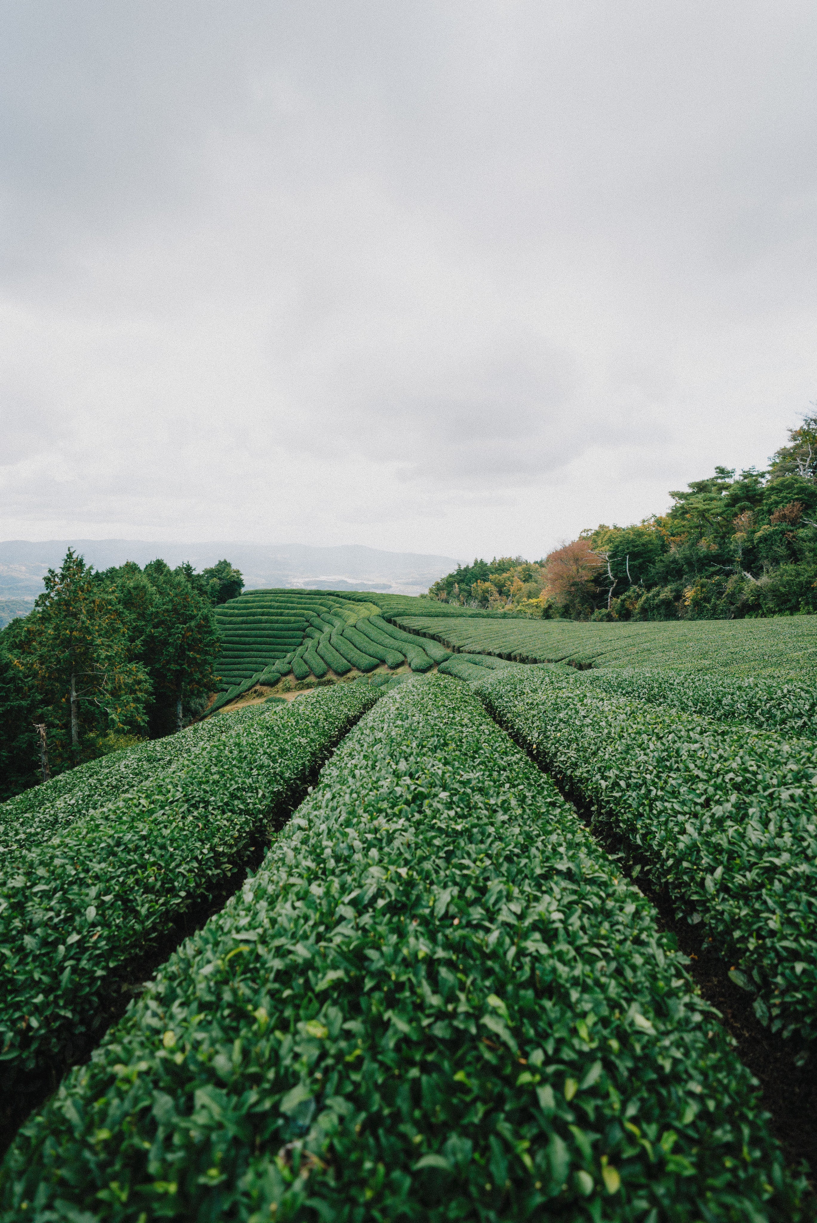 files/green-plants-grow-in-lines-on-rolling-hills.jpg